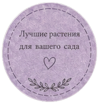 Лучшие растения для вашего сада